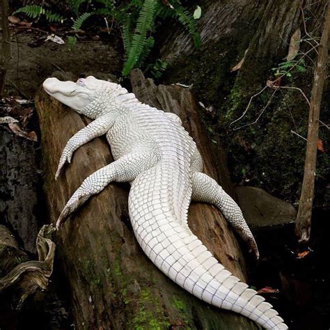 albino alligator sploot : sploot