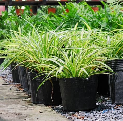 Pandanus Baptistii Variegata Dứa Vạn Phat