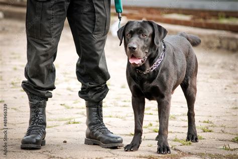 black Labrador Retriever police dog with police officer Stock Photo | Adobe Stock