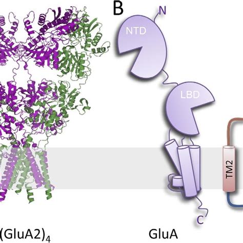 AMPA Receptor Activation A Kinetic Model Represents Stepwise