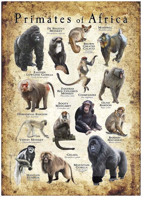 Primates Of Africa Poster Print Etsy