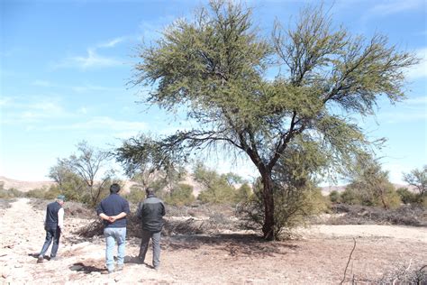 CONAF ejecuta plan de restauración de bosque nativo en el Tamarugal