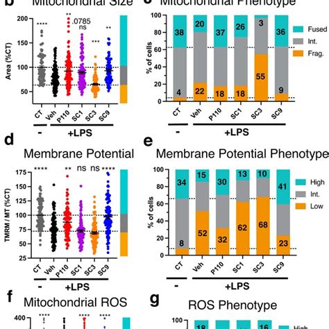 Compound Treatment Effect On LPS Induced Mitochondrial Fragmentation