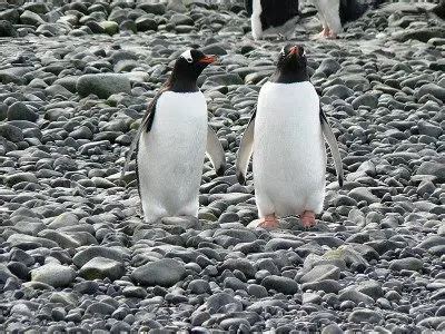 Gentoo Penguin Facts | Gentoo Penguins Diet & Habitat