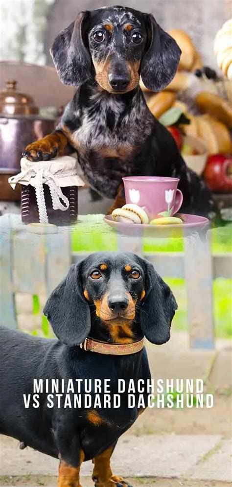 Miniature Dachshund Compared To Standard