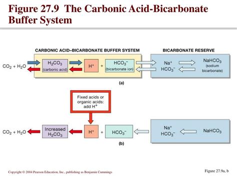 Ppt Chapter 27 Part 2 Powerpoint Presentation Free Download Id 3224155