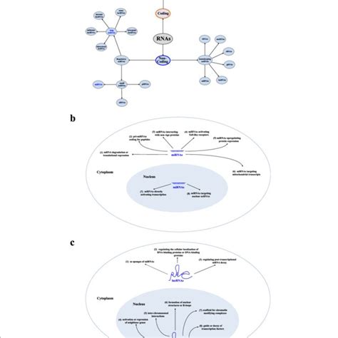 Noncoding RNA classification and functions. a The classification of ...