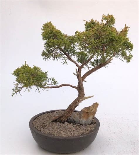 Golden Hinoki Cypress Bonsai Tree Chamecyparis Obtusa Compacta Aurea