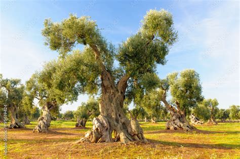 Ulivo Secolare Puglia Salento Photos Adobe Stock