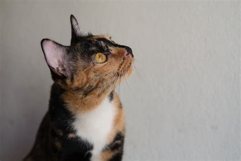 O Gato De Tr S Cores Est Deitado Uma Cara Chata E Curiosa Em Casa