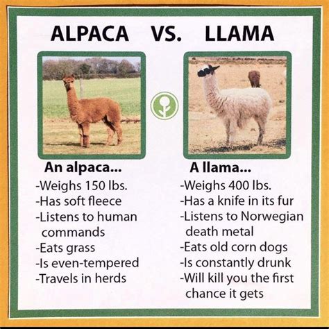 Llamas Vs Alpacas Learn The Difference Alpaca Vs Llama Llama Alpaca