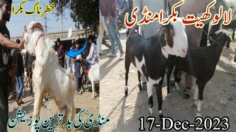 Lalukhet Bakra Mandi Me Qurbani Ka Bakra Dec Part