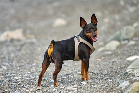 Pinscher Alemão Cores Personalidade Canil Filhotes E Fotos Mundo