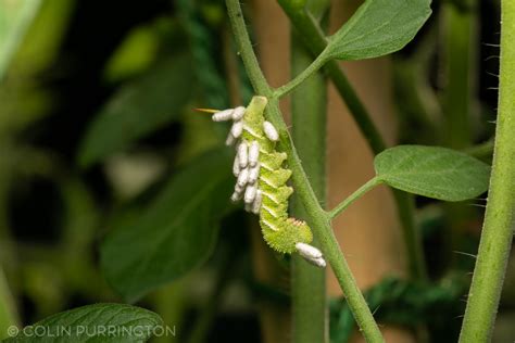 Distinguishing tobacco and tomato hornworm caterpillars » Colin ...