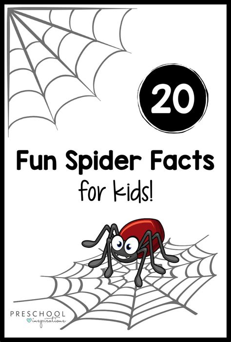 20 Fun Spider Facts For Preschoolers Spider Facts For Kids Spider - Otosection