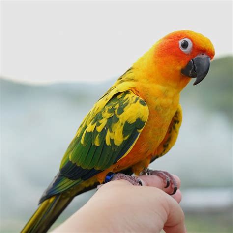 10 Cheapest Pet Birds - The Most Affordable Options for Beginners