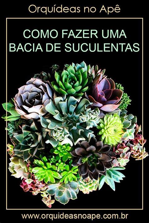 Bacia De Suculentas Dicas E Cuidados Suculentas Suculentas De