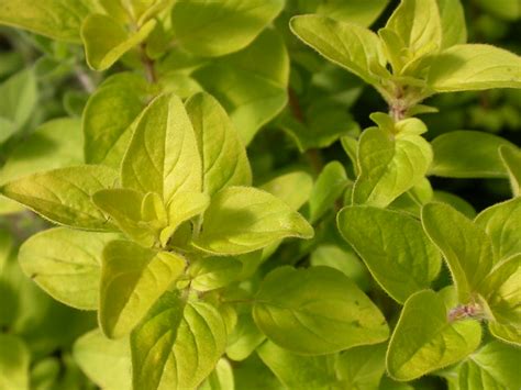 Oregano Fern Hill Nursery And Botanical Sanctuary