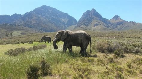 Elephant South Africa Largest - Free photo on Pixabay - Pixabay