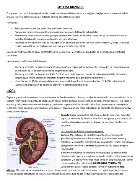 Sistema Urinario Resumen Histolog A Texto Y Atlas Sistema Urinario