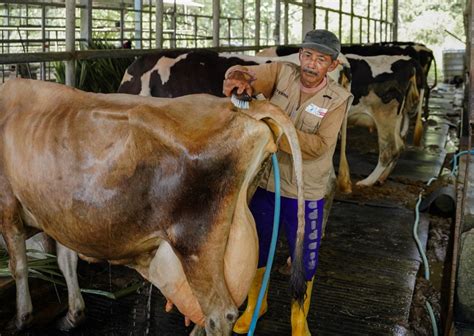 Sarihusada Dorong Susu Sebagai Sumber Nutrisi Penting Lewat