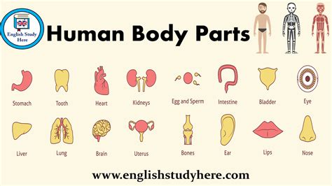 Human Body Parts English Study Here