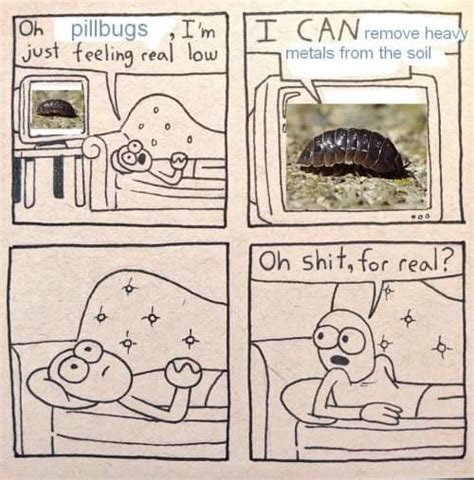 Rolly Polly 9gag