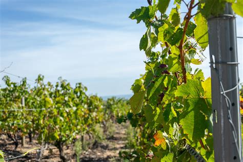 Vignoble Du Beaujolais Le Terroir Vignerons Des Pierres Dor Es