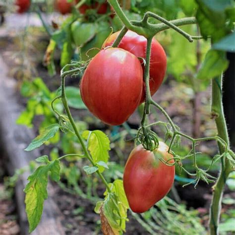 Tomate Pink Oxheart Samen S Urearm S Fruchtig Ochsenherz Fleischig