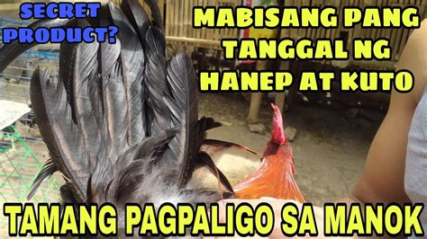 Tamang Pagpapaligo Sa Manok Mabisang Pang Tanggal Ng Hanep At Kuto