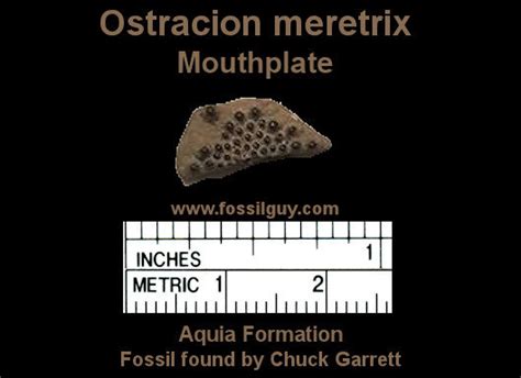 Fossil Identification For The Potomac River Paleocene