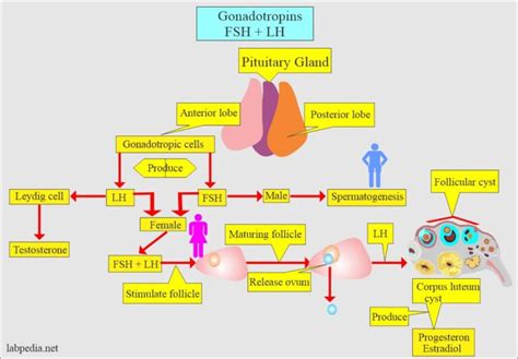 Follicle Stimulating Hormone Fsh Follicular Stimulating Hormone