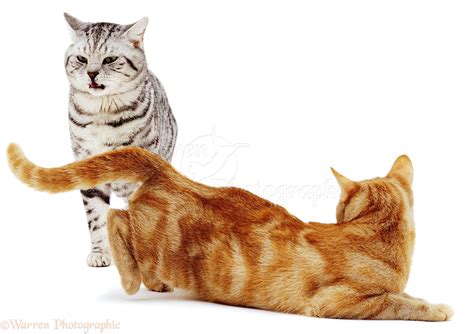 Lordosis Cat