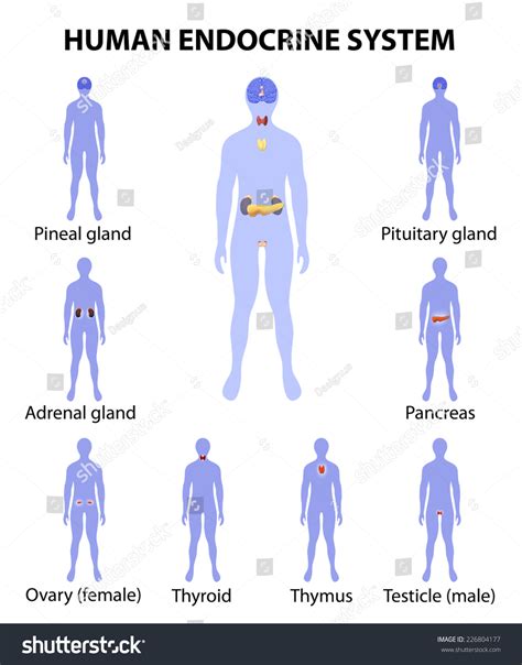 Human Endocrine System Human Silhouette With Endocrine Glands Icons