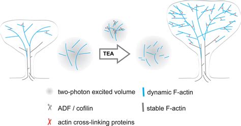 Model For The Structural Rearrangements Actin Filaments Upon TEA