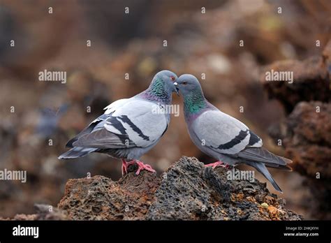 Feral Rock Pigeon Columba Livia Pair Perched On Lava Stones Billing