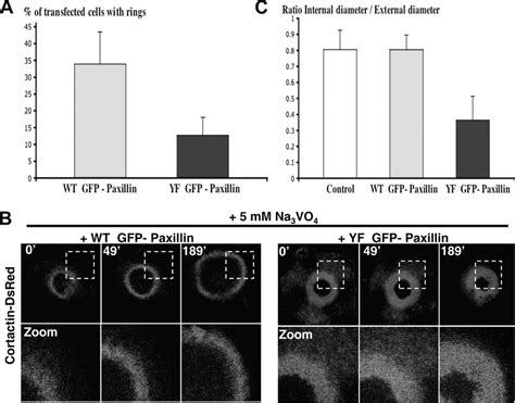 Mutant Yf Gfp Paxillin Modifies Invadopodia Organization A Decrease