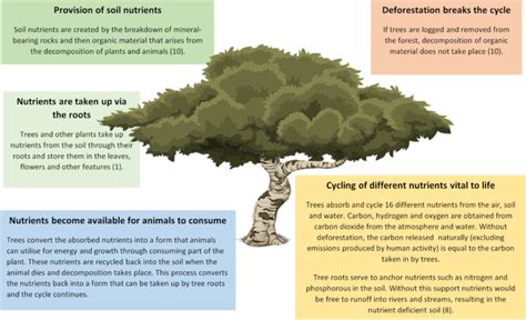 The Value Of Trees Nutrient Cycling Word Forest