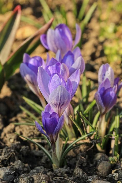 Crocus Etruscus Rosalind