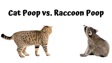 Cat Poop vs. Raccoon Poop: Discover The Differences and Useful Tips ...