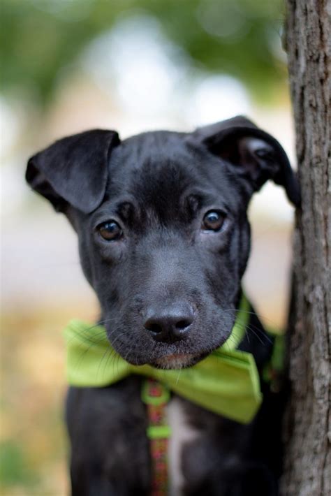 Labrador Retriever Pit Bull Terrier Mix