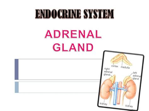 Adrenal cortex