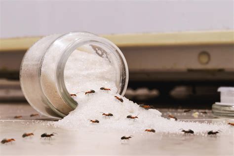 Professional Bed Bug Extermination What To Expect