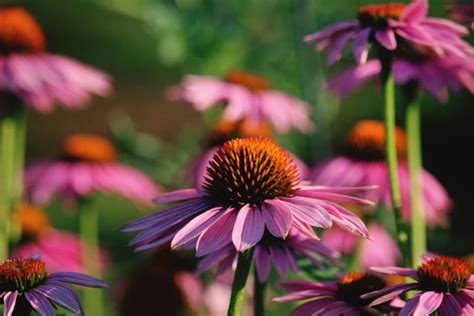 7 Beneficios De La Echinacea Guía Y Usos Relevantes