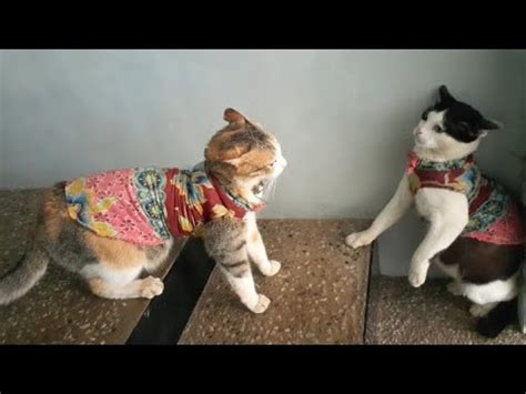 Funny Cats Kucing Terlucu Bermain Youtube