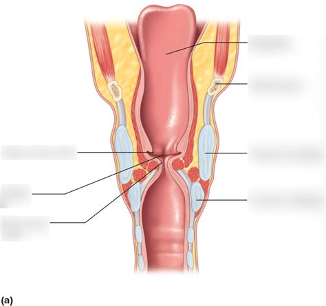 Larynx Structures Diagram Quizlet