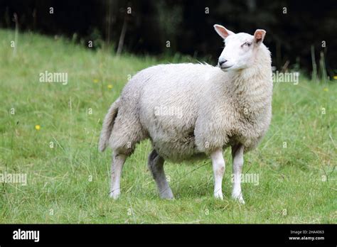 Schaf / Sheep / Ovis Stock Photo - Alamy