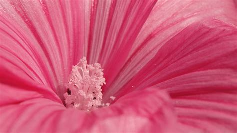 Papel de parede vermelho Pétalas pólen Flor Rosa Hibisco folha