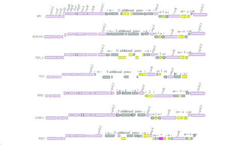 Genetic Organization Of T6ss Clusters In R Solanacearum Species Download Scientific Diagram