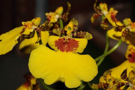 Orchidées jaunes espèces et variétés à découvrir